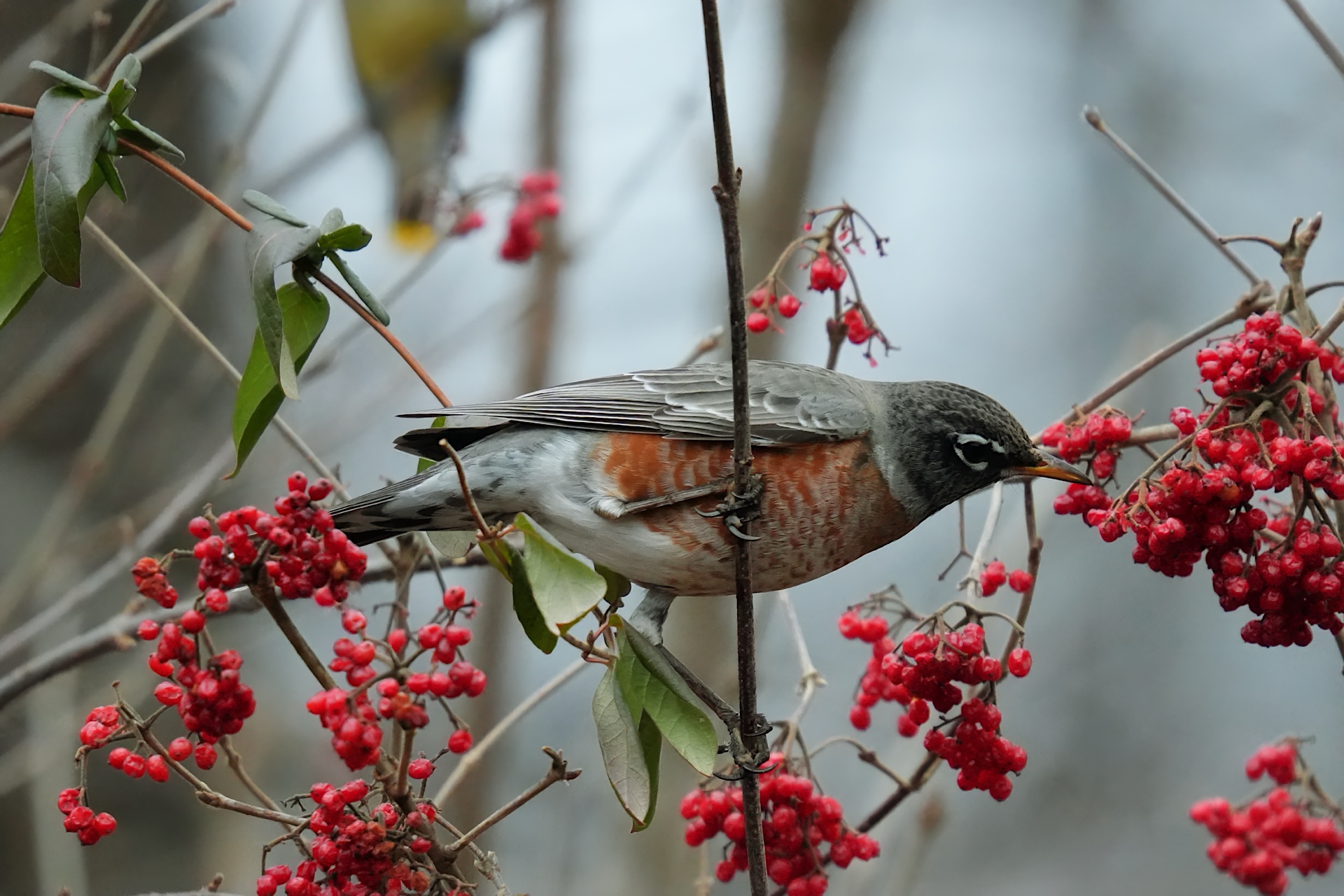 Find the Food, Find the Bird, Take Great Bird Pictures