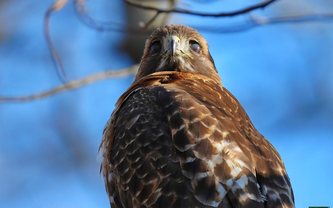 Why It’s Important To Practice Ethical Bird Photography