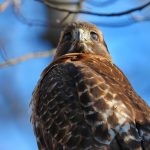 Close-up of a red-tailed hawk with white underside feathers, looking directly at the camera against a bright blue sky background, with branches faintly visible in the background.