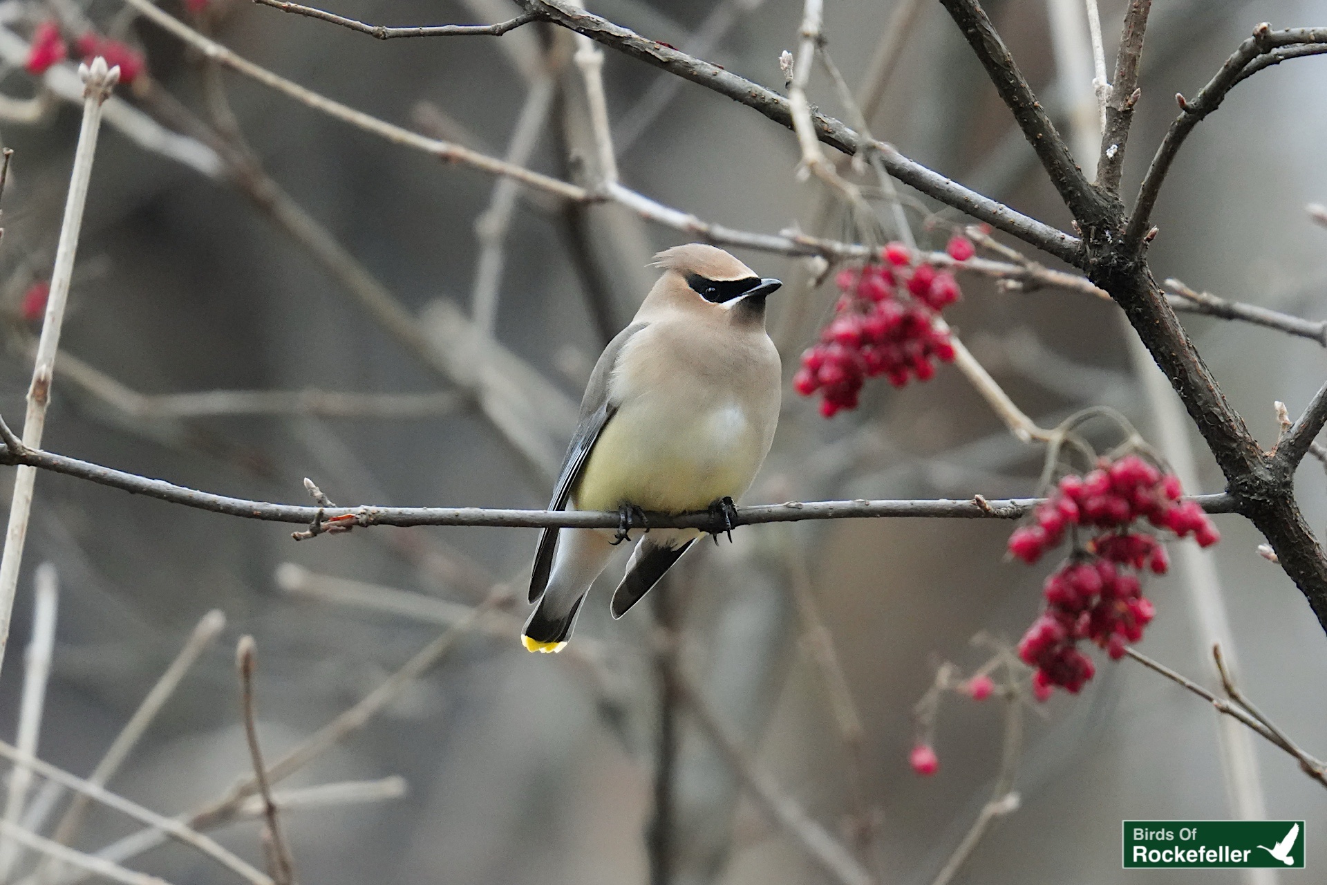 How I Got Started Photographing Birds