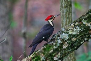 A black woodpecker with a red crest and white facial markings perches on a lichen-covered tree branch in a forest.