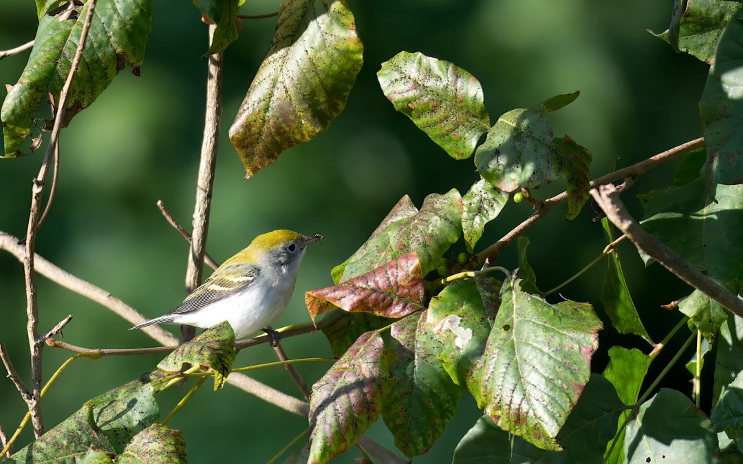 The Best Times of Day for Bird Photography