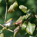 A chestnut-sided warbler with yellow-green and white plumage perches on a branch surrounded by green leaves.