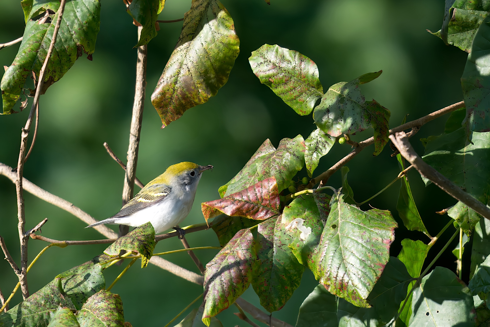 A chestnut-sided warbler with yellow-green and white plumage perches on a branch surrounded by green leaves.