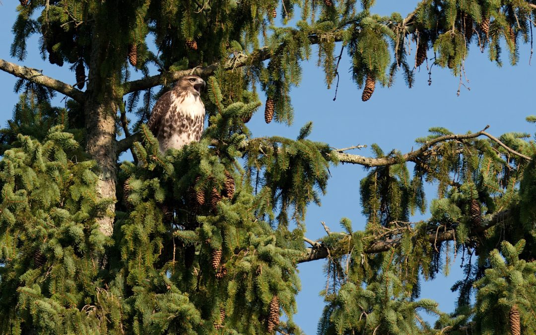 Essential Skills for Beginning Bird Photography