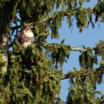 A hawk perches on the branch of a pine tree surrounded by green needles and cones, with a clear blue sky in the background.