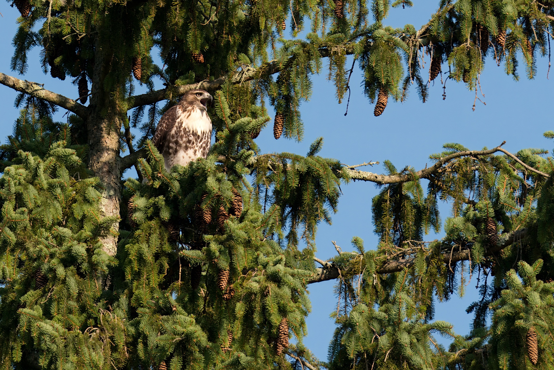 A hawk perches on the branch of a pine tree surrounded by green needles and cones, with a clear blue sky in the background.